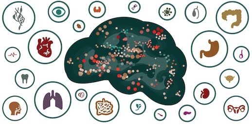 vector-illustration-brain-human-body-260nw-1177735483.jpg vector-illustration-brain-human-body-260nw-1177735483.jpg